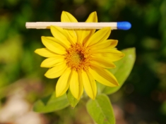 Kleinste Sonnenblume der Welt
